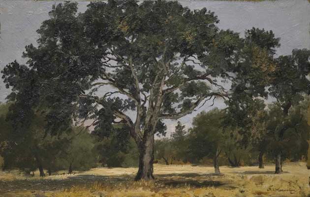 Annie Harmon, Oak, Menlo Park, ca. 1900-1914