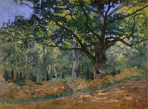 The bodmer oak