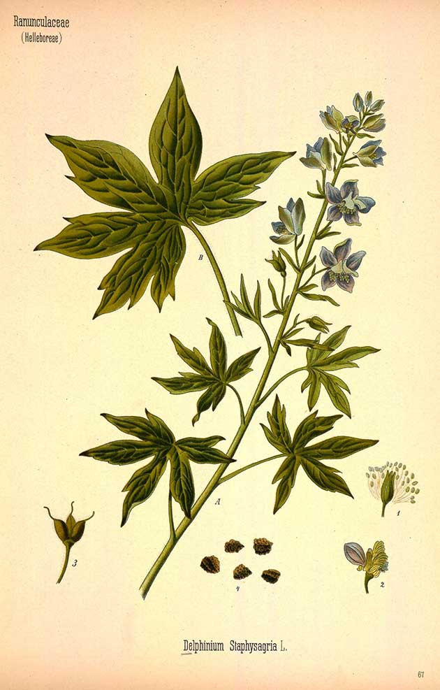 Medicinal plant illustrations