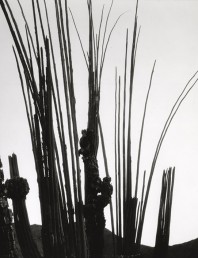 Brett Weston’s plants