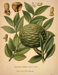 88 free vintage medicinal plant illlustrations