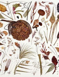 Rachel Pedder-Smith brings life to dried plant specimens