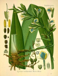 115 free vintage medicinal plant illustrations