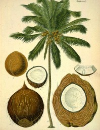 80 free vintage medicinal plant illustrations