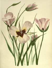 Free vintage plant illustrations from the Pacific coast