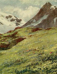 alpine flowers