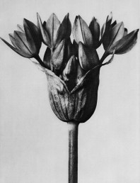 Botanical Artist