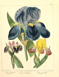 Free vintage botanical art – Daphne to Origanum