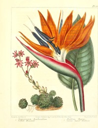 Vintage botanical art