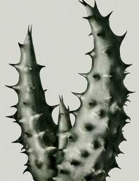 Peter Lippman Cacti