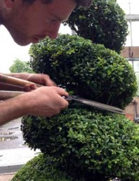 Tom doing topiary