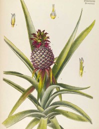 Medicinal Plant botanical illustrations