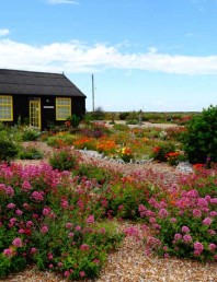 Dungeness plants and art