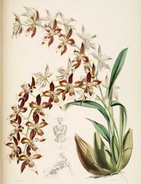 Botanical art - orchids