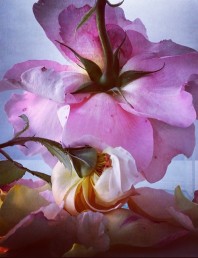 Nick Knight flower photography