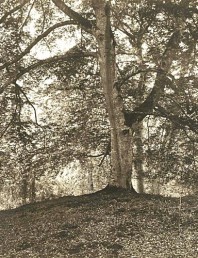 Bodmar Oak