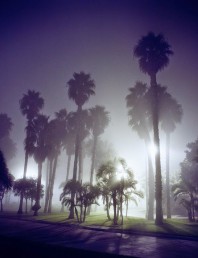 Amanda Friedman Night Landscapes trees